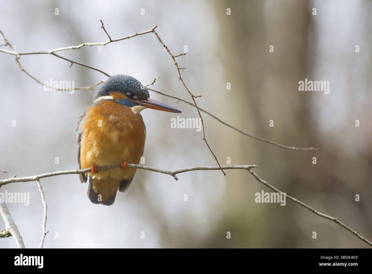 Martin pescatore Foto Stock