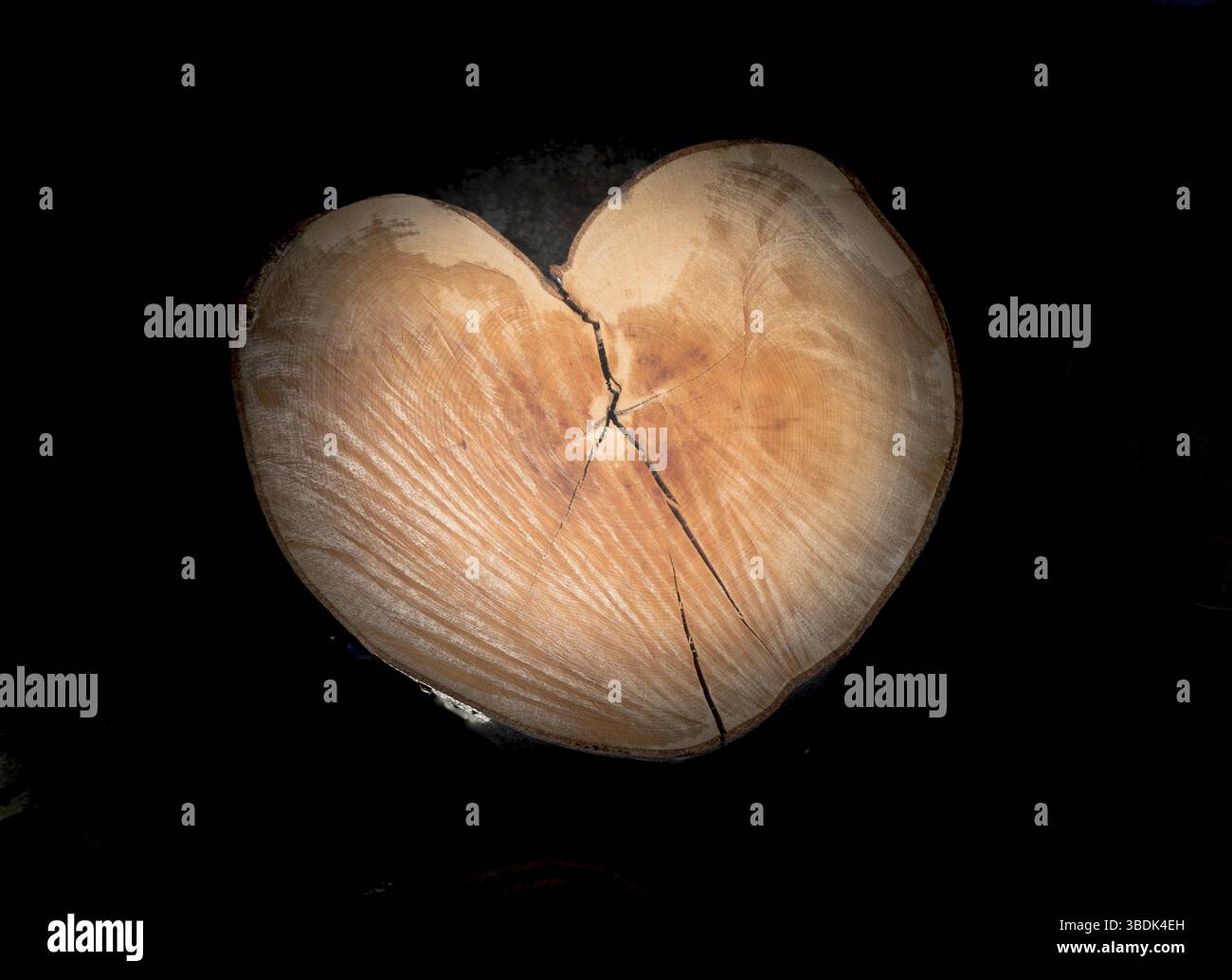 Un cuore naturale a forma di tronco di albero log con nero lo sfondo di vignette Foto Stock