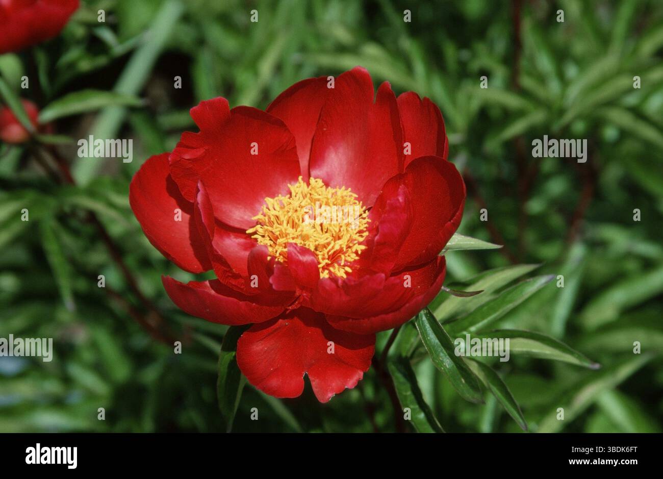 Peonia "Murillo" (Paeonia ibrida), peonia "Murillo" (Peonia) (Fiori) (Giardino piante famiglia Peony) (Paeonaceae) (Fiori) (rosso) (paesaggio) (orizzontale Foto Stock