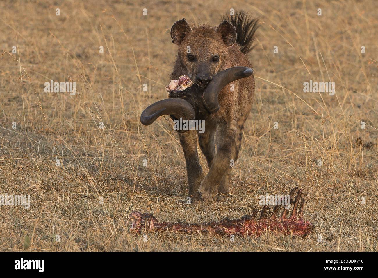 Africa, africa, animali, carnivoro, conservazione, creatura, crocuta, pericoloso, deserto, ecologia, occhi, viso, feroci, capelli, cacciatore, hyena, kalahari Foto Stock