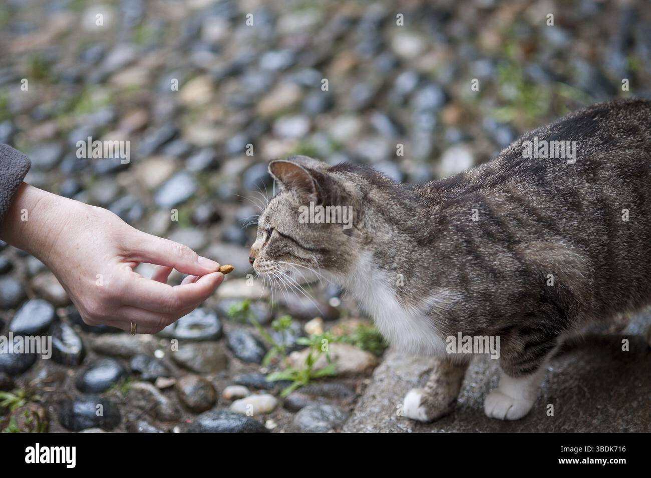 Alpi, architettura, bella, blu, barca, costruzione, castello, chiesa, nuvole, destinazione, europa, europea, famosa, foresta, giardino, vacanze, casa, isola Foto Stock