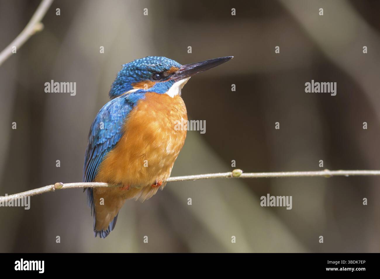Martin pescatore Foto Stock