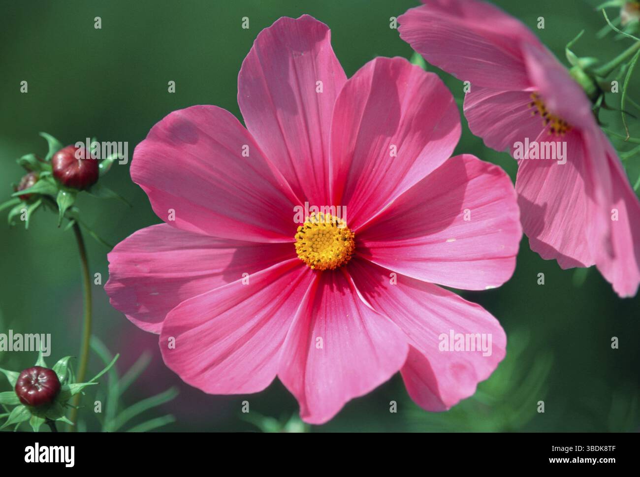 Cosmo o messicano Aster (Cosmos bipinnatus) Foto Stock