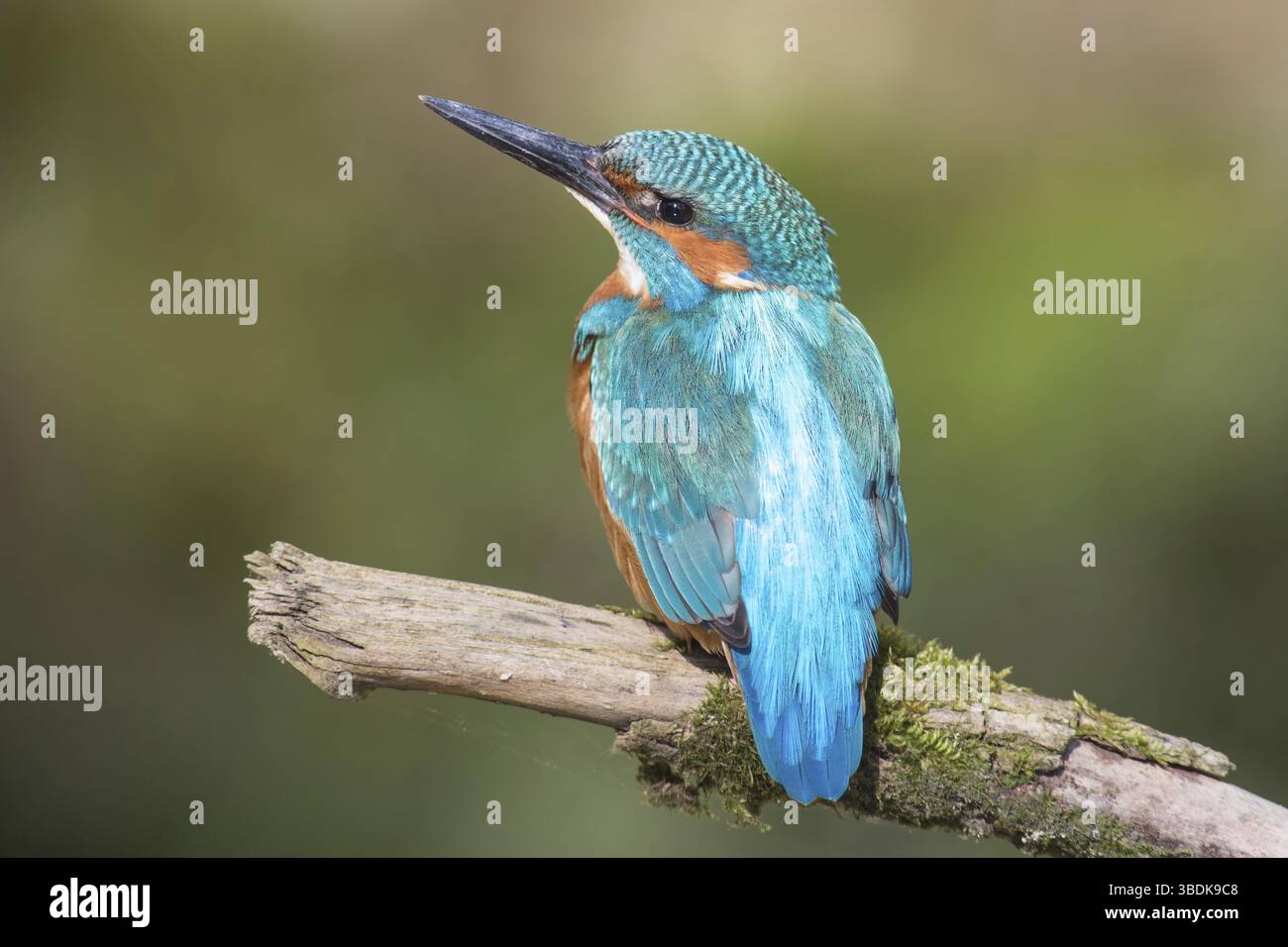 Martin pescatore Foto Stock