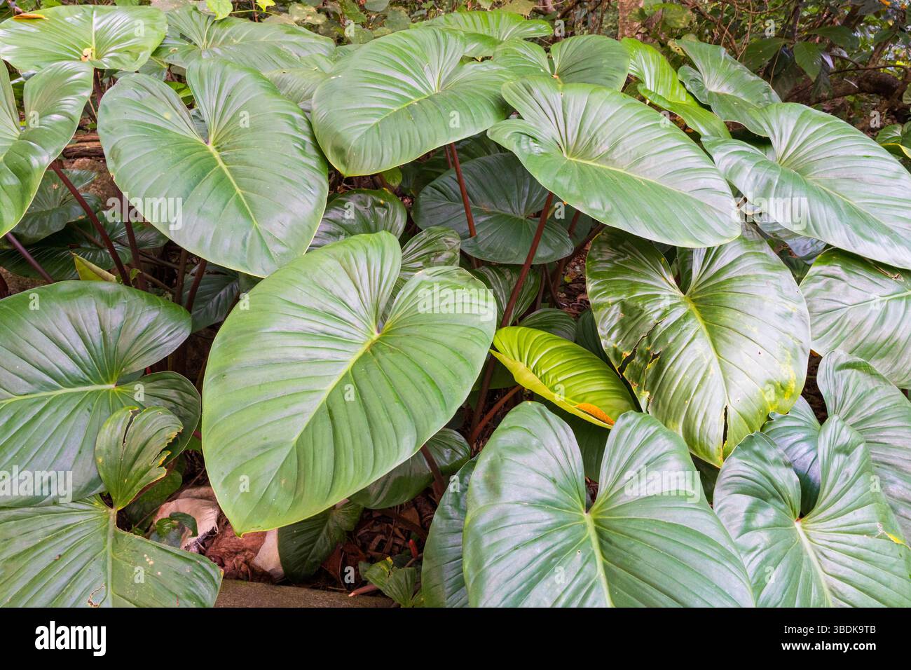 Filodendri selvatici che crescono nella lussureggiante giungla tropicale di Bali, Indonesia Foto Stock