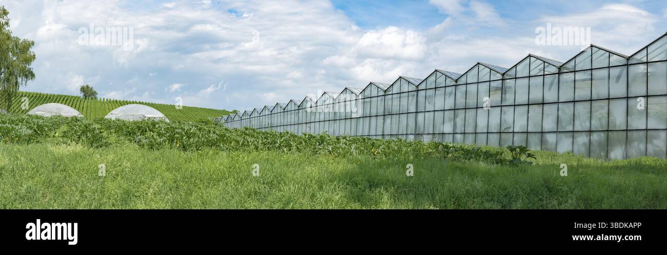 Vista panoramica di grandi dimensioni industriali serre per la coltivazione di ortaggi e frutta in una verde erba campo sotto un cielo blu con spazio di copia Foto Stock