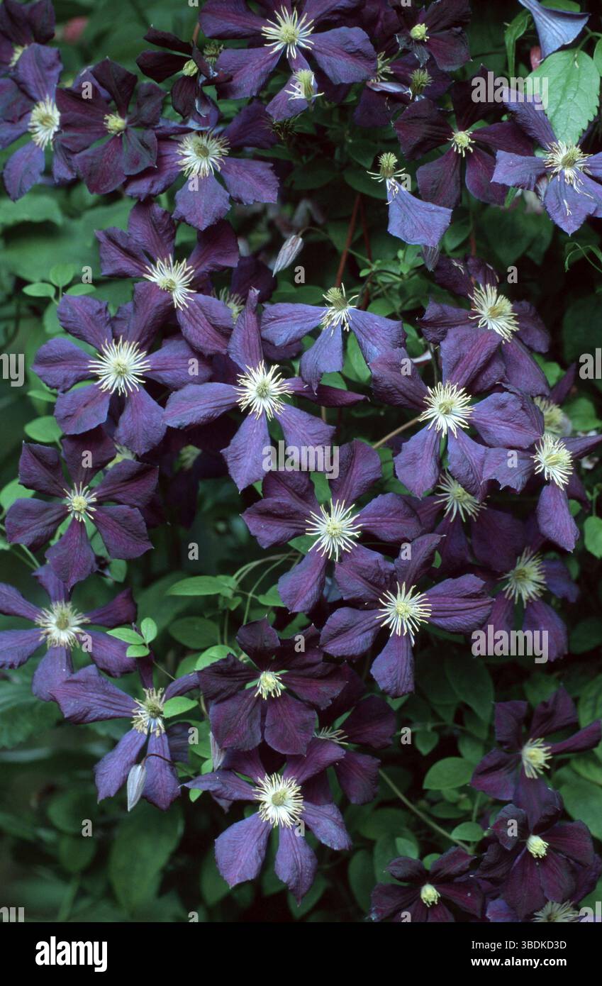 Scarlet Clematis 'Pagoda' (Clematis texensis ibride), Clematis 'Pagoda', fiori, piante da giardino piante ornamentali, Ranunculaceae ornamentali, fiori Foto Stock