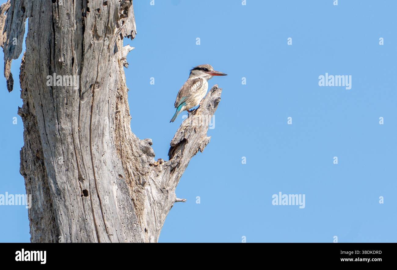 kingfisher a righe (Halcyon chelicuti) in Botswana, Africa Foto Stock
