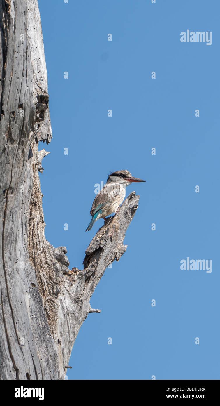 kingfisher a righe (Halcyon chelicuti) in Botswana, Africa Foto Stock