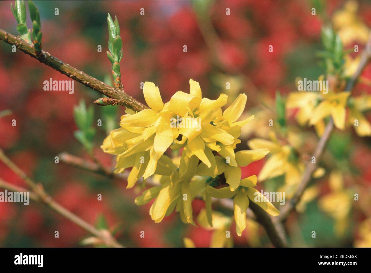 Forsythia 'Goldgloeckchen' (Forsythia x intermedia) Foto Stock