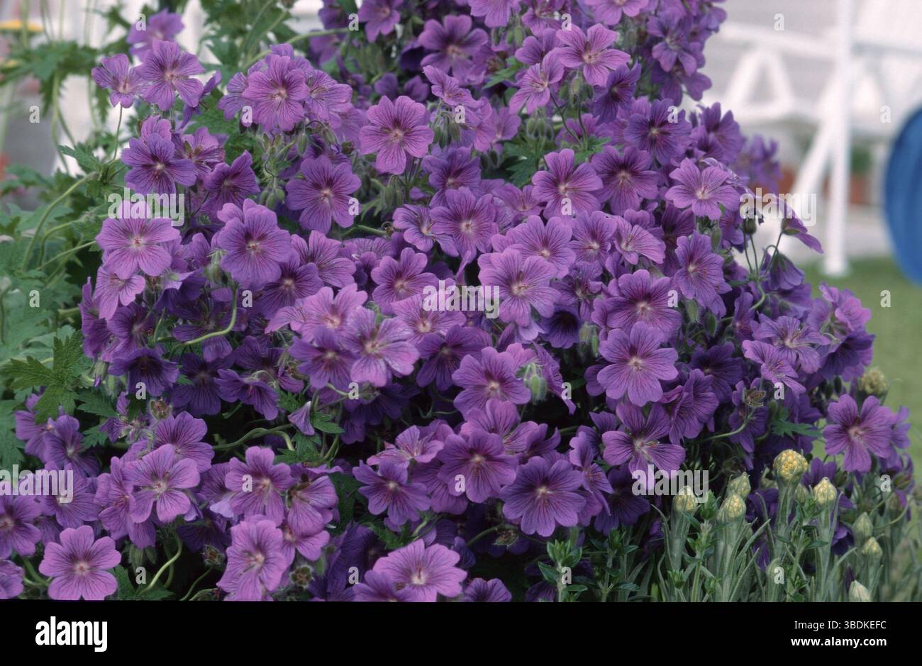 Cranesbill (Geranio platypetalum) Foto Stock