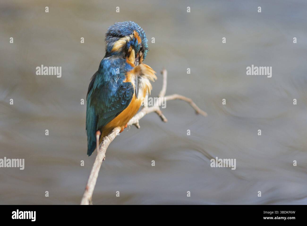 Martin pescatore Foto Stock