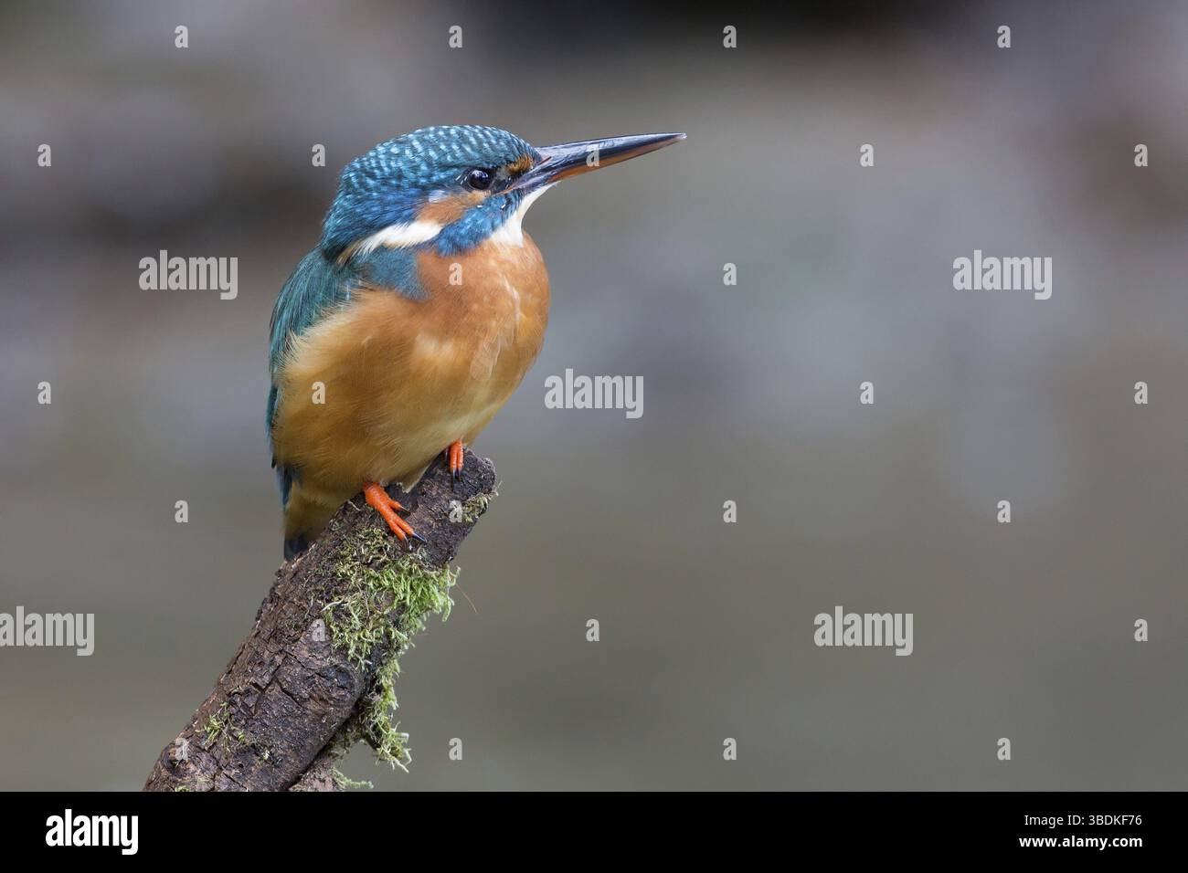 Kingfisher comune Foto Stock