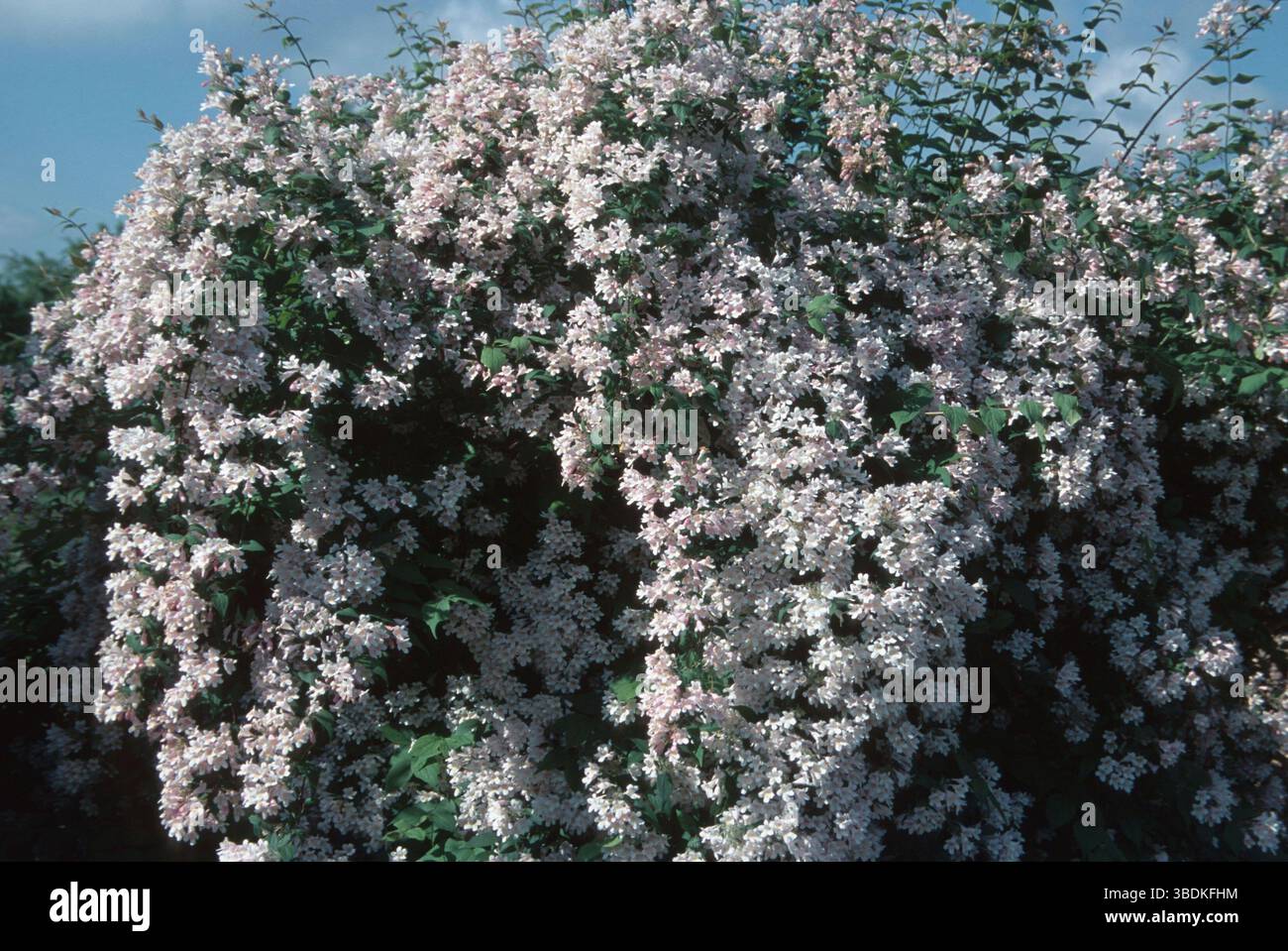 Beautybush (Kolkwitzia amabilis) Foto Stock