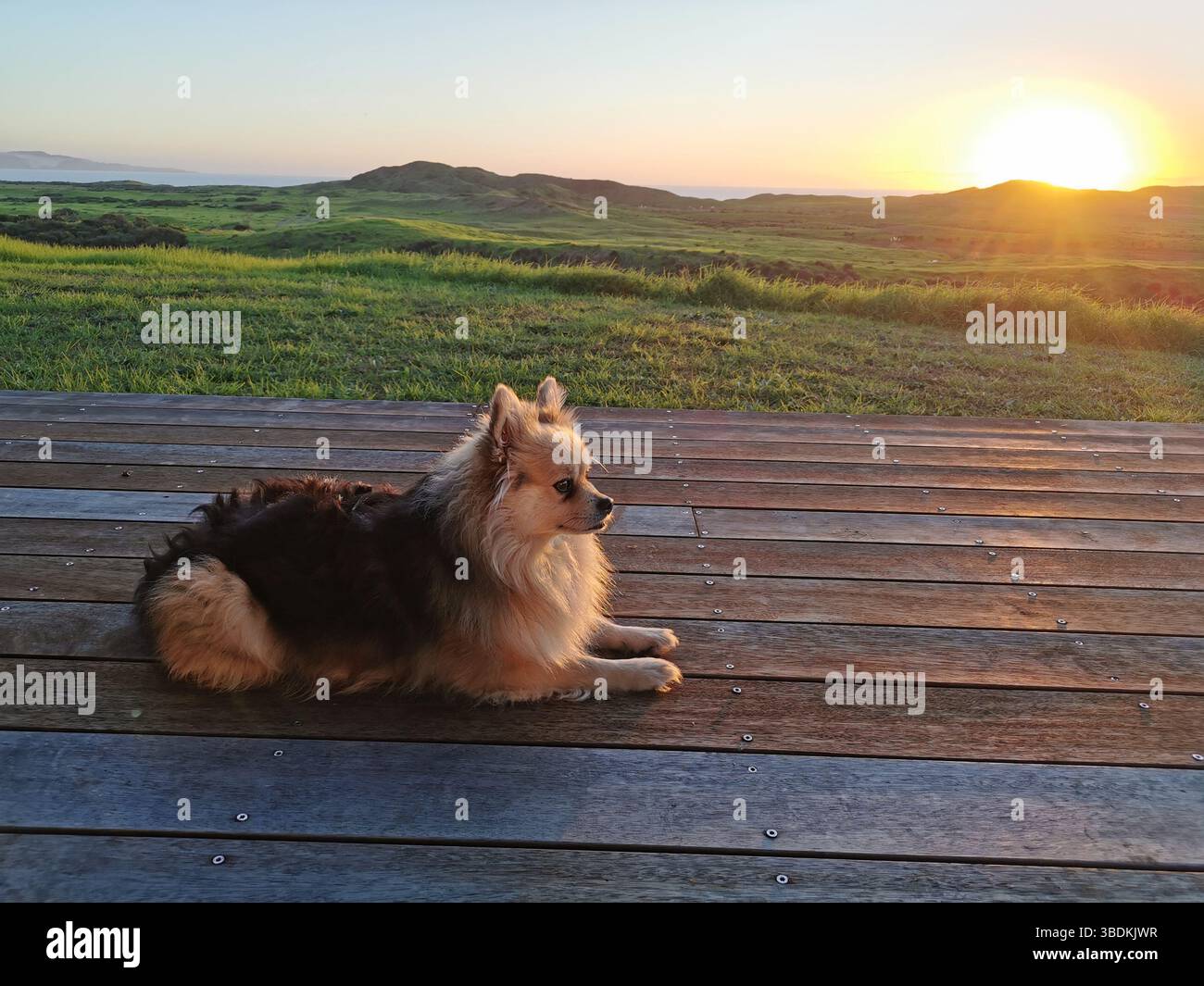 Ritratto di un simpatico cane soffice che si rilassa sul ponte di legno al tramonto Foto Stock