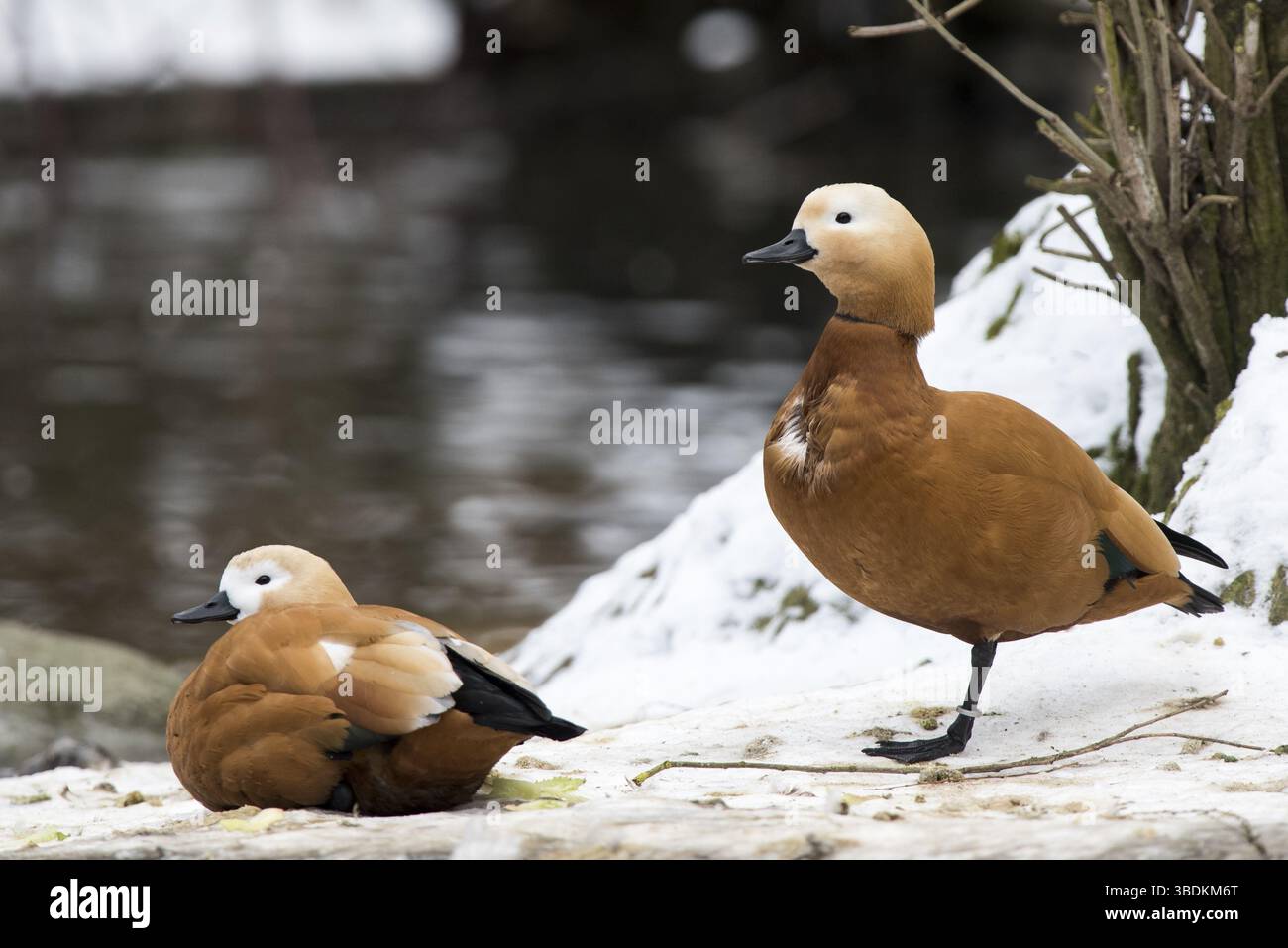 Adulto, animale, becco, bello, bellezza, uccelli, primo piano, raccolta, corrispondenza, cultura, carino, anatra, piuma, ferruginea, gallina, verde, habitat, ciao Foto Stock