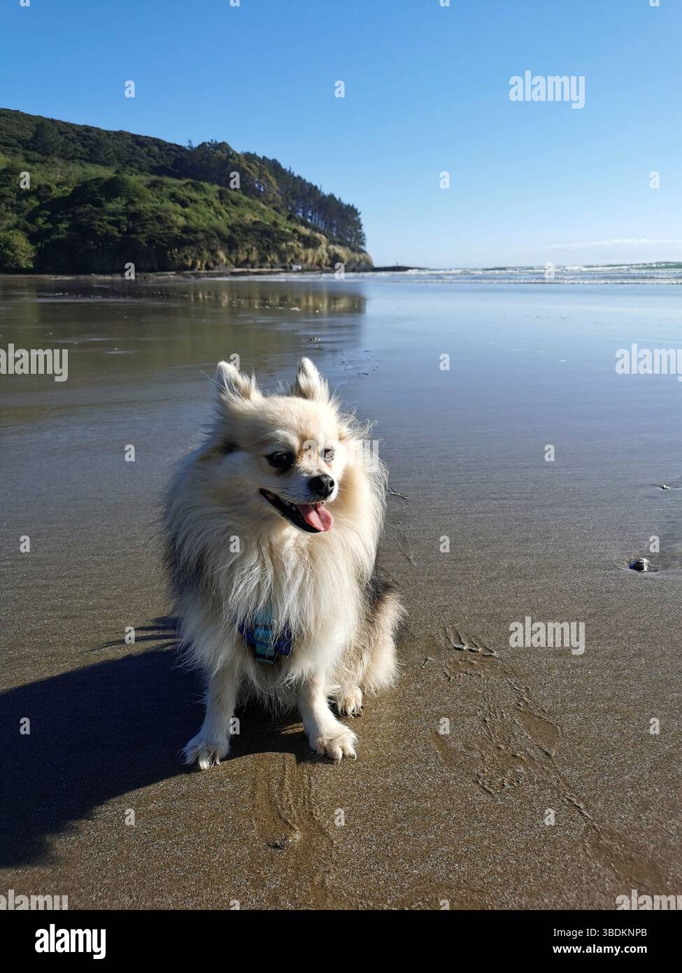 Ritratto di un cane soffice e felice seduto sulla spiaggia Foto Stock