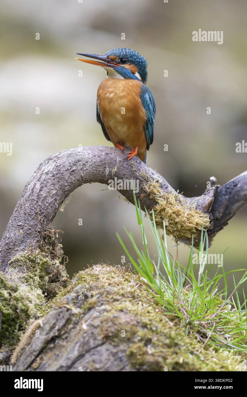 KingFisher (Alcedo atthis) - Foto Stock