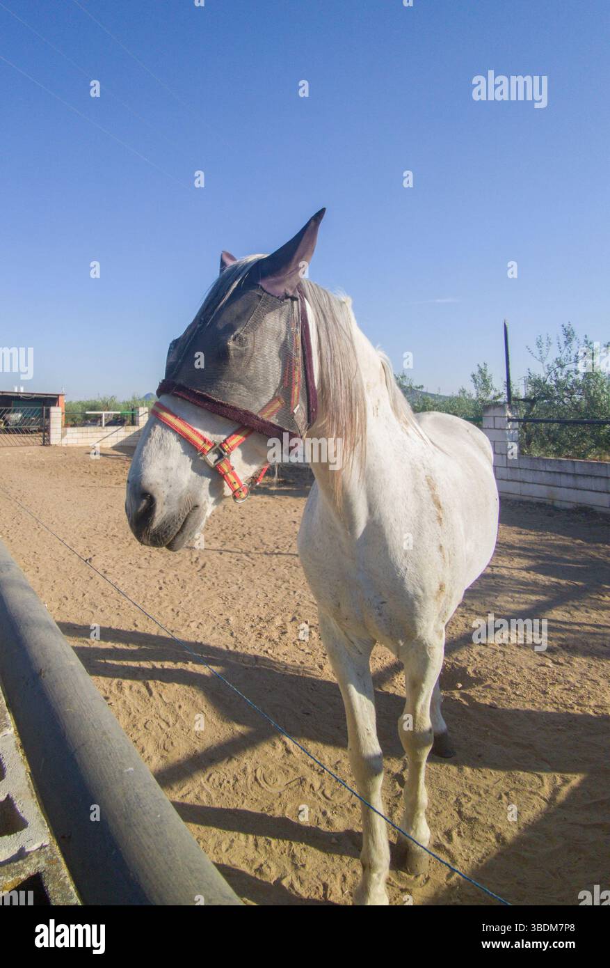 Cavallo protetto con maschera antimosca. Dispositivi di protezione contro gli insetti Foto Stock