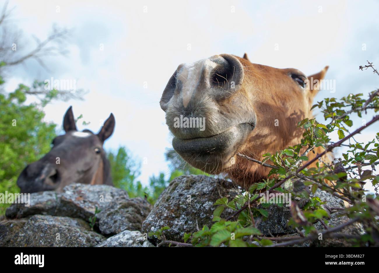Cavalli che sbirciano da dietro la recinzione di pietra. Divertente foto in primo piano con grandobiettivo Foto Stock