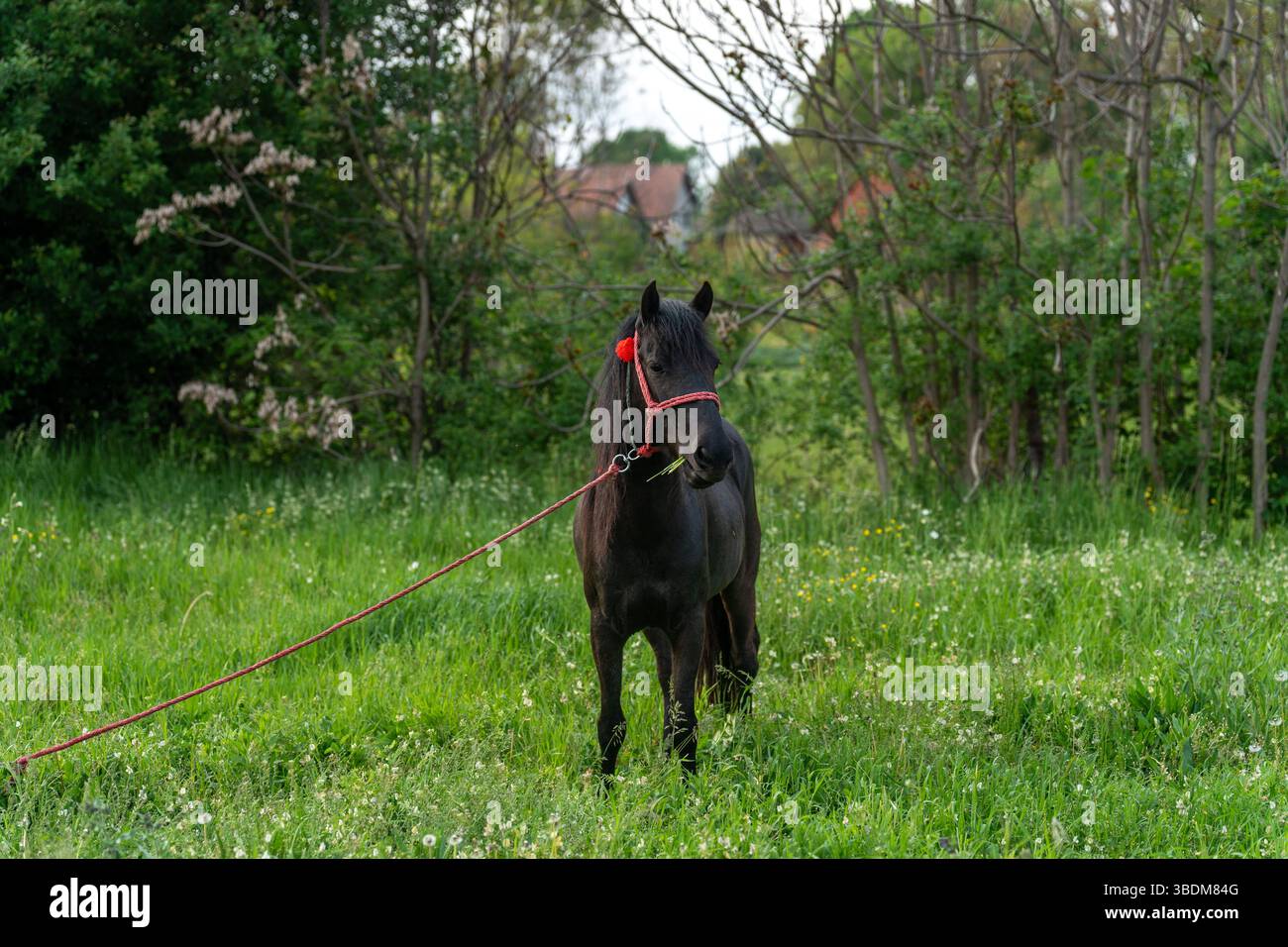Ritratto del cavallo nero, in ambiente rurale Foto Stock