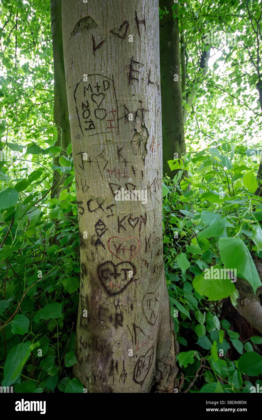 Nomi scolpiti sull'albero, Hardwick Park Foto Stock