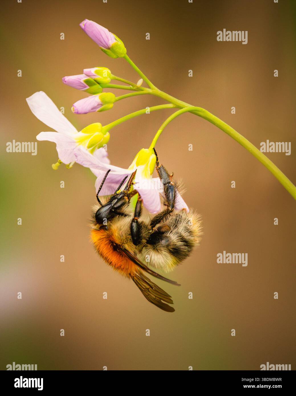 Cucooflower impollinante delle Bumblebee – primo piano di insetti sulla fioritura primaverile selvatica Foto Stock