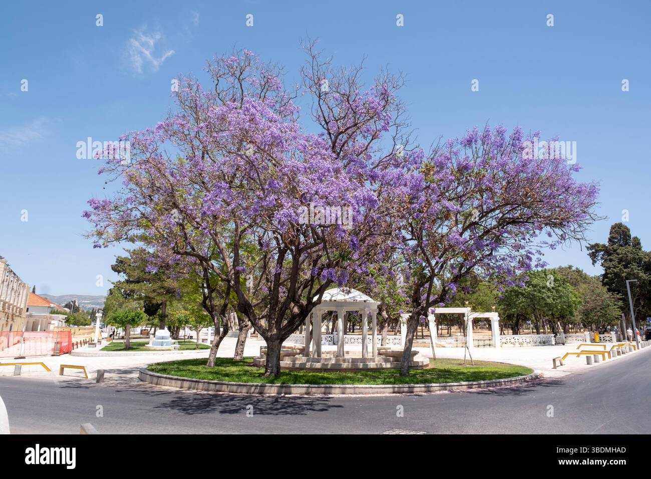 Alberi di Jacaranda mimosifolia in fiore, piazza 28 ottobre, città vecchia di Paphos, Cipro Foto Stock Alberi di Jacaranda mimosifolia in fiore, piazza 28 ottobre, città vecchia di Paphos, Cipro Foto Stock