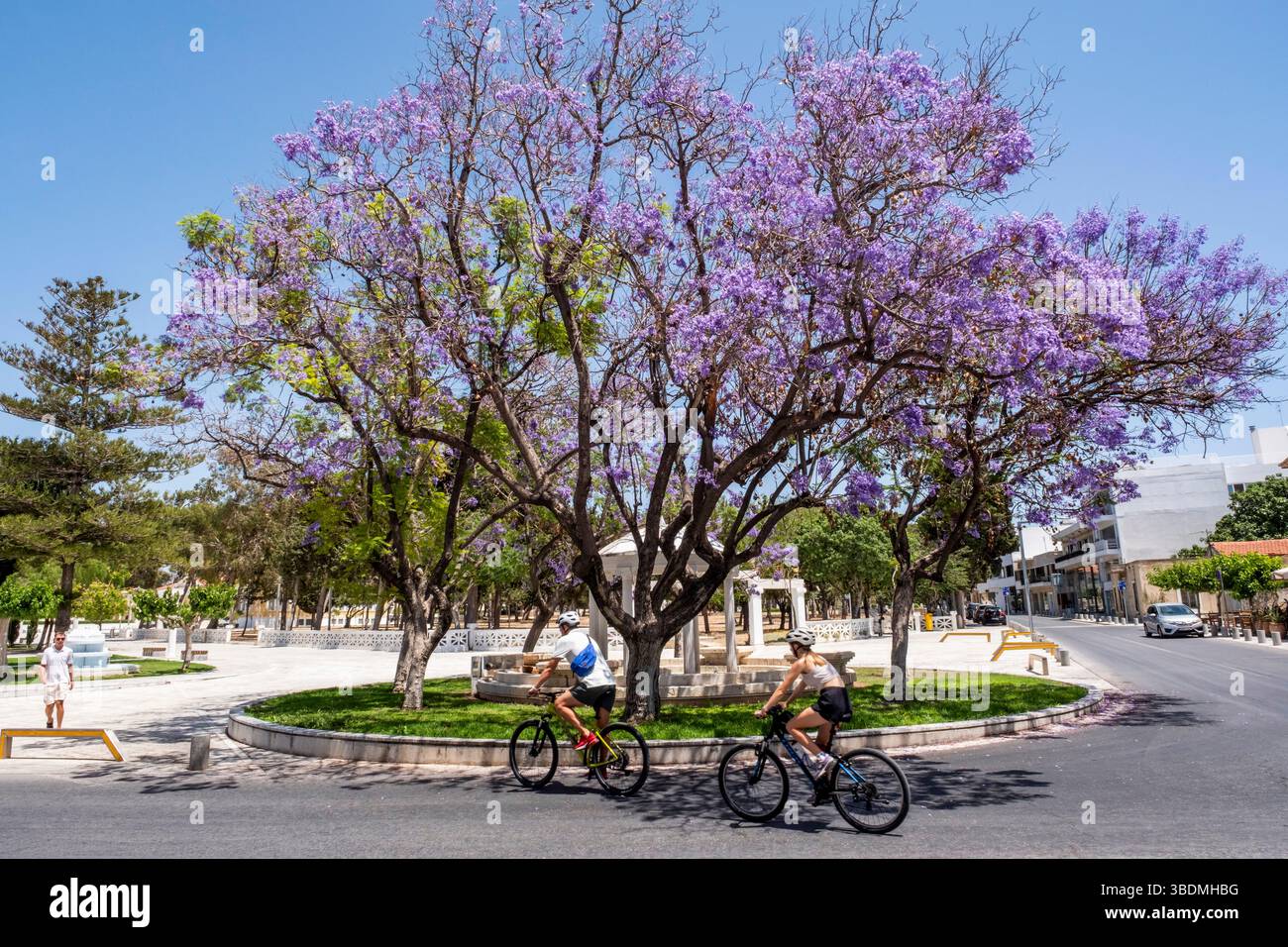 Alberi di Jacaranda mimosifolia in fiore, piazza 28 ottobre, città vecchia di Paphos, Cipro Foto Stock Alberi di Jacaranda mimosifolia in fiore, piazza 28 ottobre, città vecchia di Paphos, Cipro Foto Stock