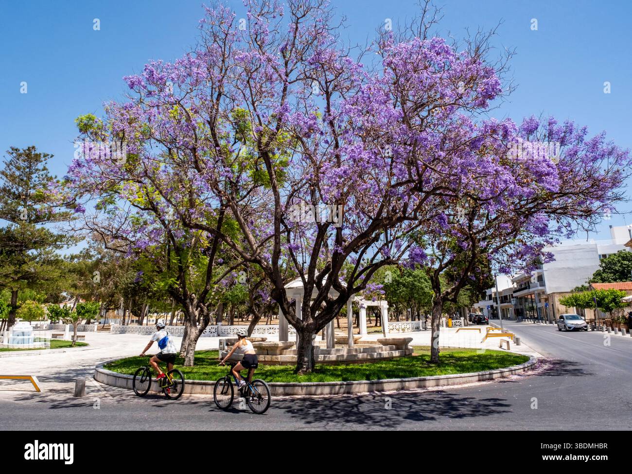 Alberi di Jacaranda mimosifolia in fiore, piazza 28 ottobre, città vecchia di Paphos, Cipro Foto Stock Alberi di Jacaranda mimosifolia in fiore, piazza 28 ottobre, città vecchia di Paphos, Cipro Foto Stock
