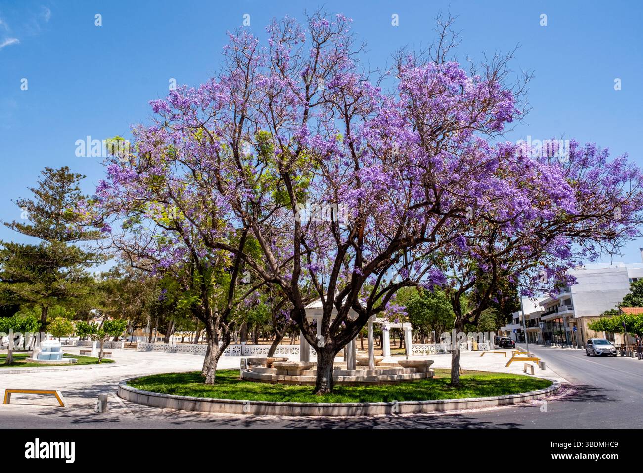 Alberi di Jacaranda mimosifolia in fiore, piazza 28 ottobre, città vecchia di Paphos, Cipro Foto Stock Alberi di Jacaranda mimosifolia in fiore, piazza 28 ottobre, città vecchia di Paphos, Cipro Foto Stock