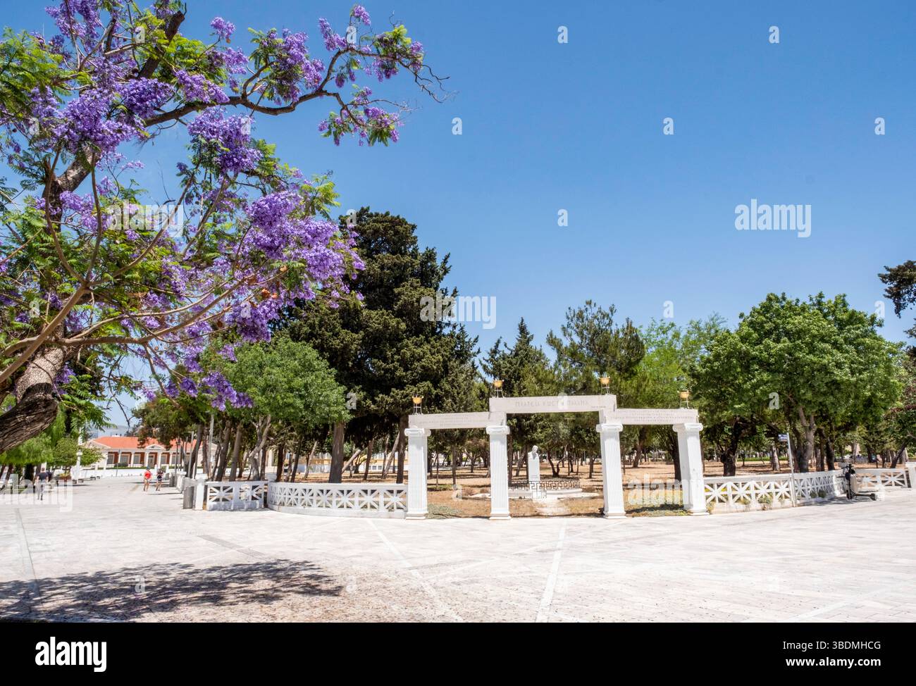 Alberi di Jacaranda mimosifolia in fiore, piazza 28 ottobre, città vecchia di Paphos, Cipro Foto Stock Alberi di Jacaranda mimosifolia in fiore, piazza 28 ottobre, città vecchia di Paphos, Cipro Foto Stock