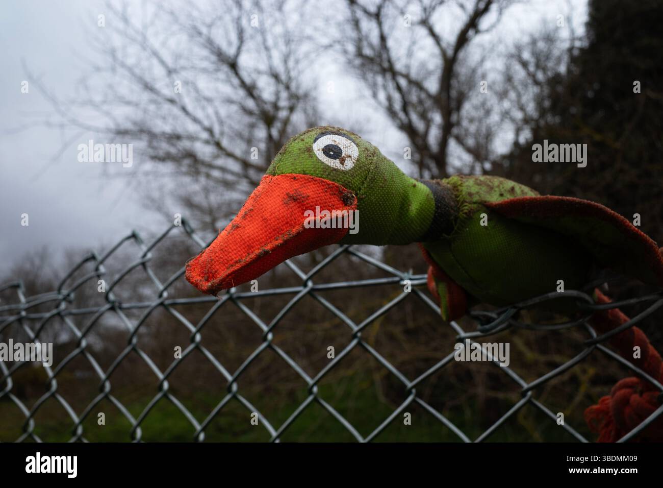 Giocattolo per cani smarriti e ritrovati Foto Stock