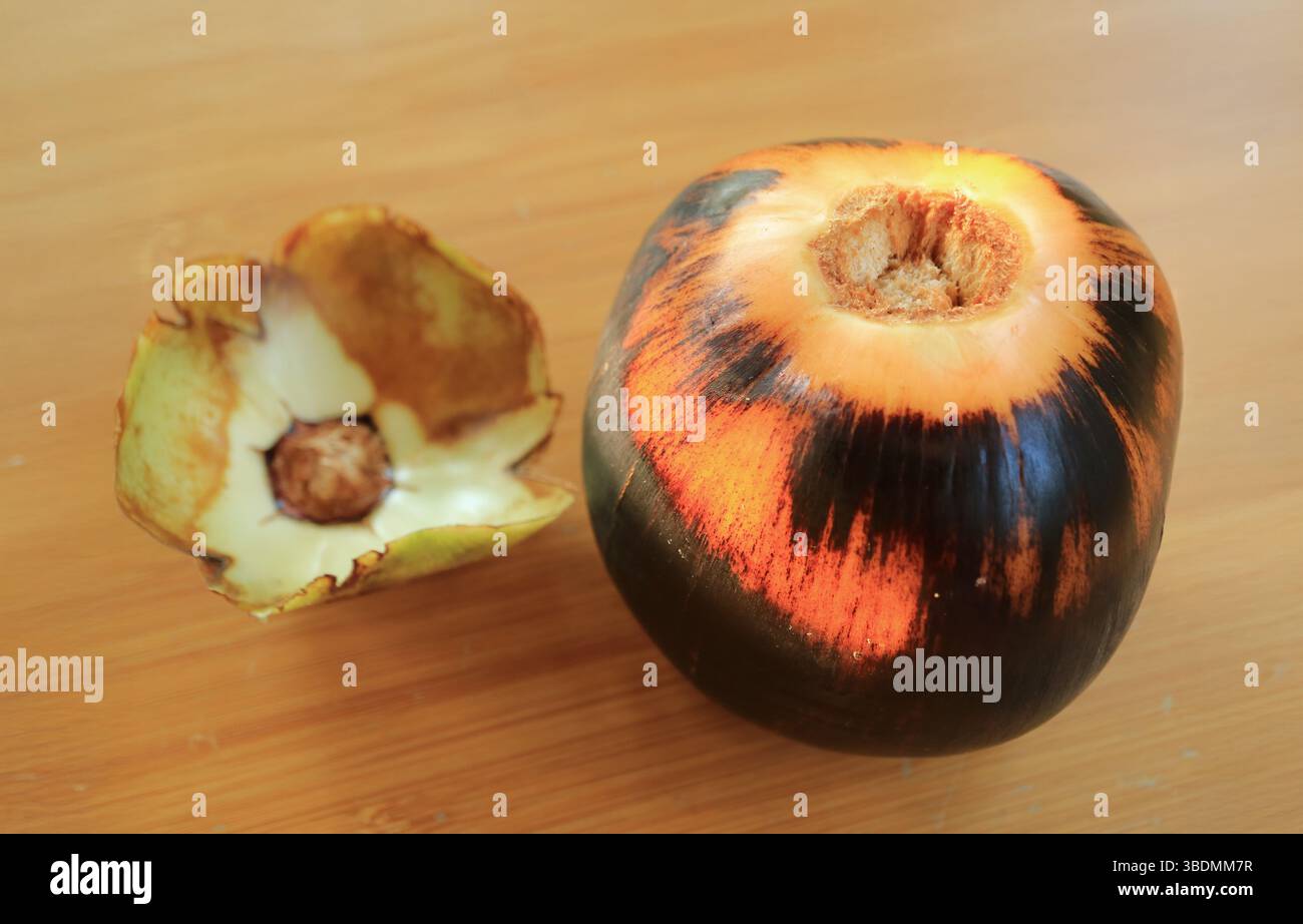 Primo piano di una palma matura di Palmira o di un frutto di palma di Toddy Foto Stock