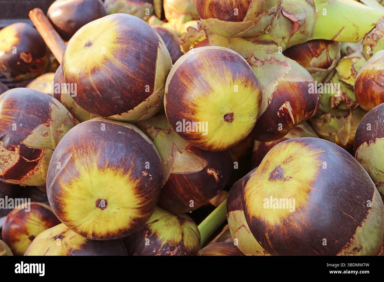 Cumulo di Palmyra Palm o Toddy Palm Fruits in vendita in un mercato locale della Tailandia Foto Stock