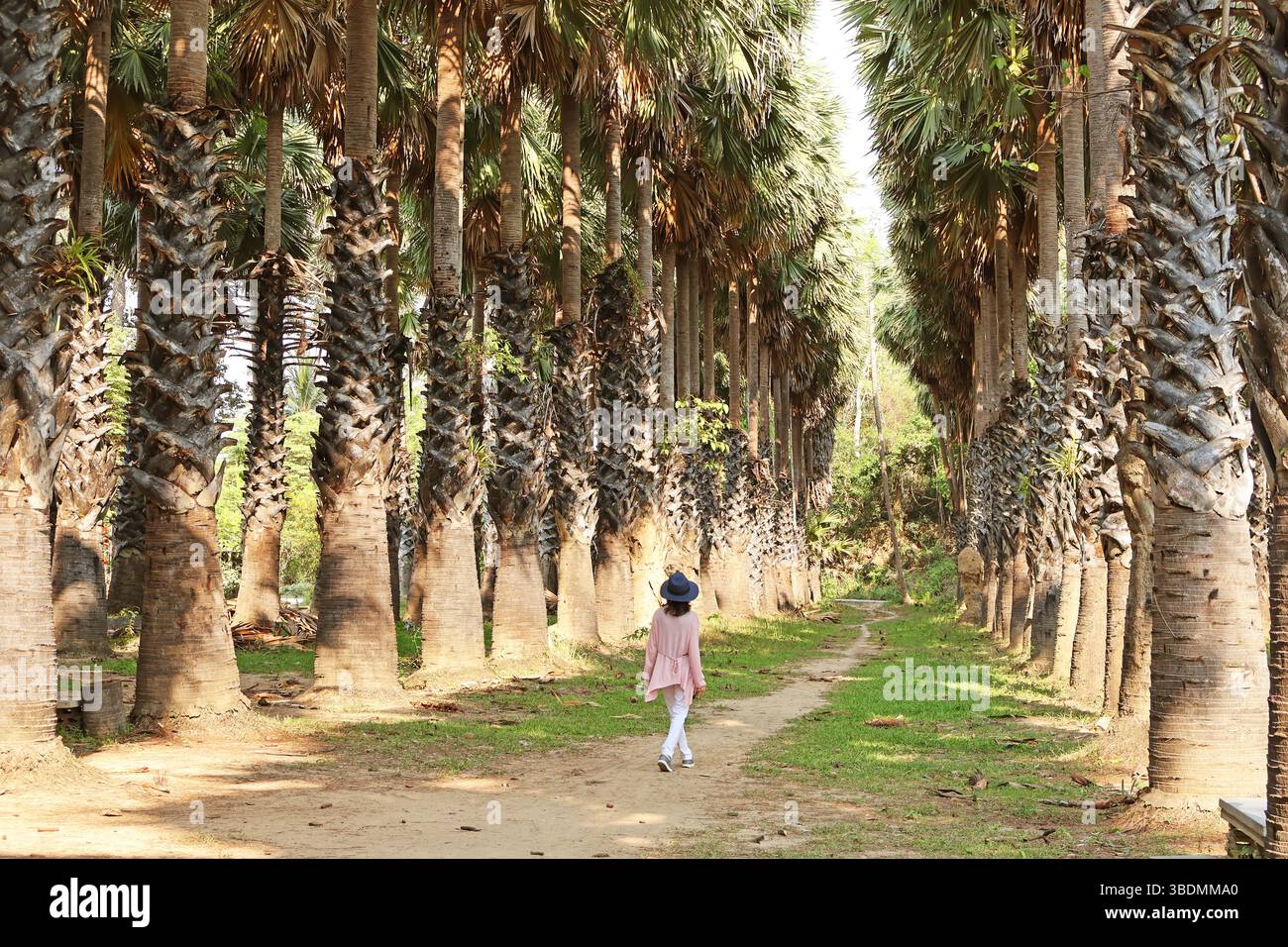 Donna che cammina lungo la piantagione di Toddy Palm o Palmyra Palm Tree Foto Stock