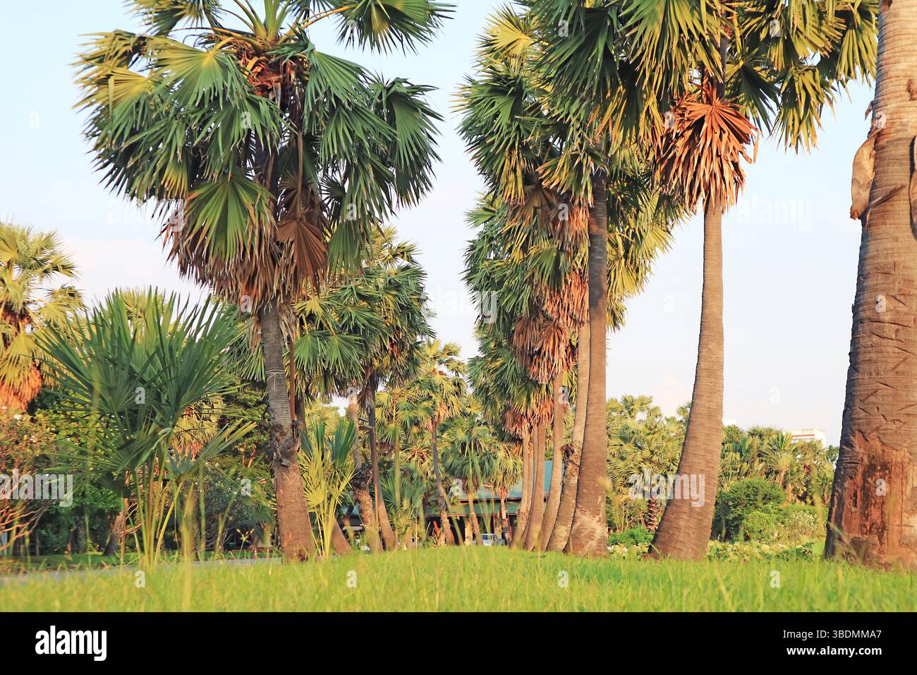File di palme Toddy o Palmyra Palm Tree nel giardino Foto Stock