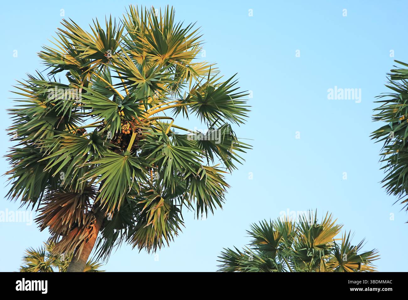 Fruttare Toddy Palm o Palmyra Palm Tree su Blue Sky Foto Stock
