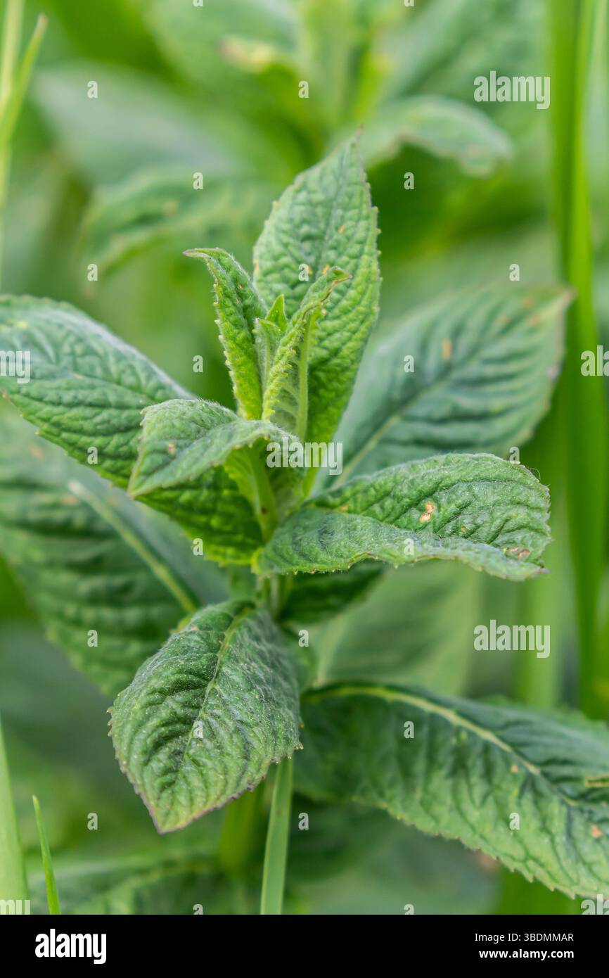 Foglia di menta marocchina nome latino Mentha spicata, marocchino. Foto Stock