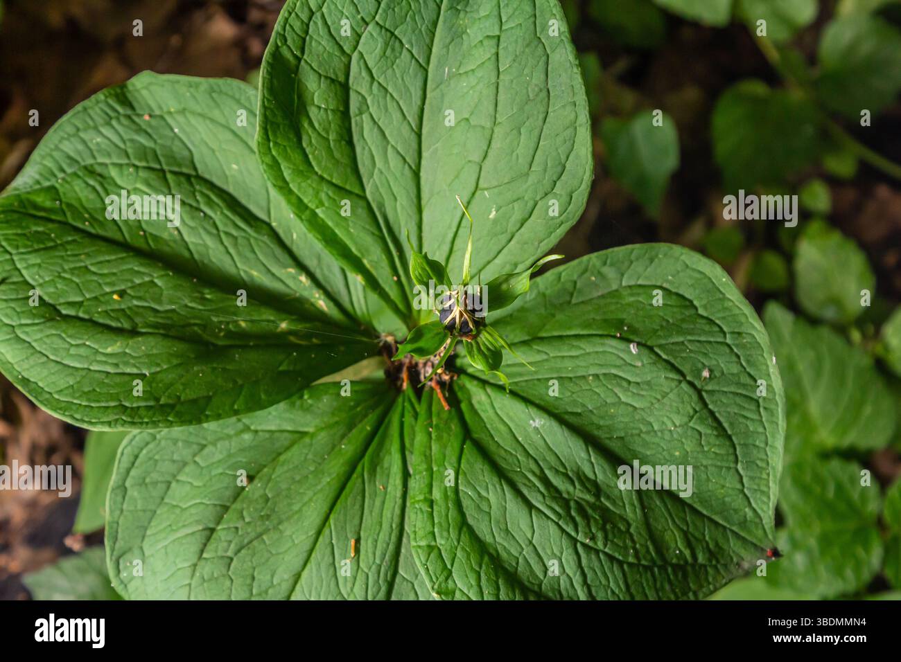 Pianta molto velenosa Raven's eye quadrifolia parigina a quattro foglie, nota anche come bacca o True Lovers Knot che cresce in natura in una foresta. Foto Stock