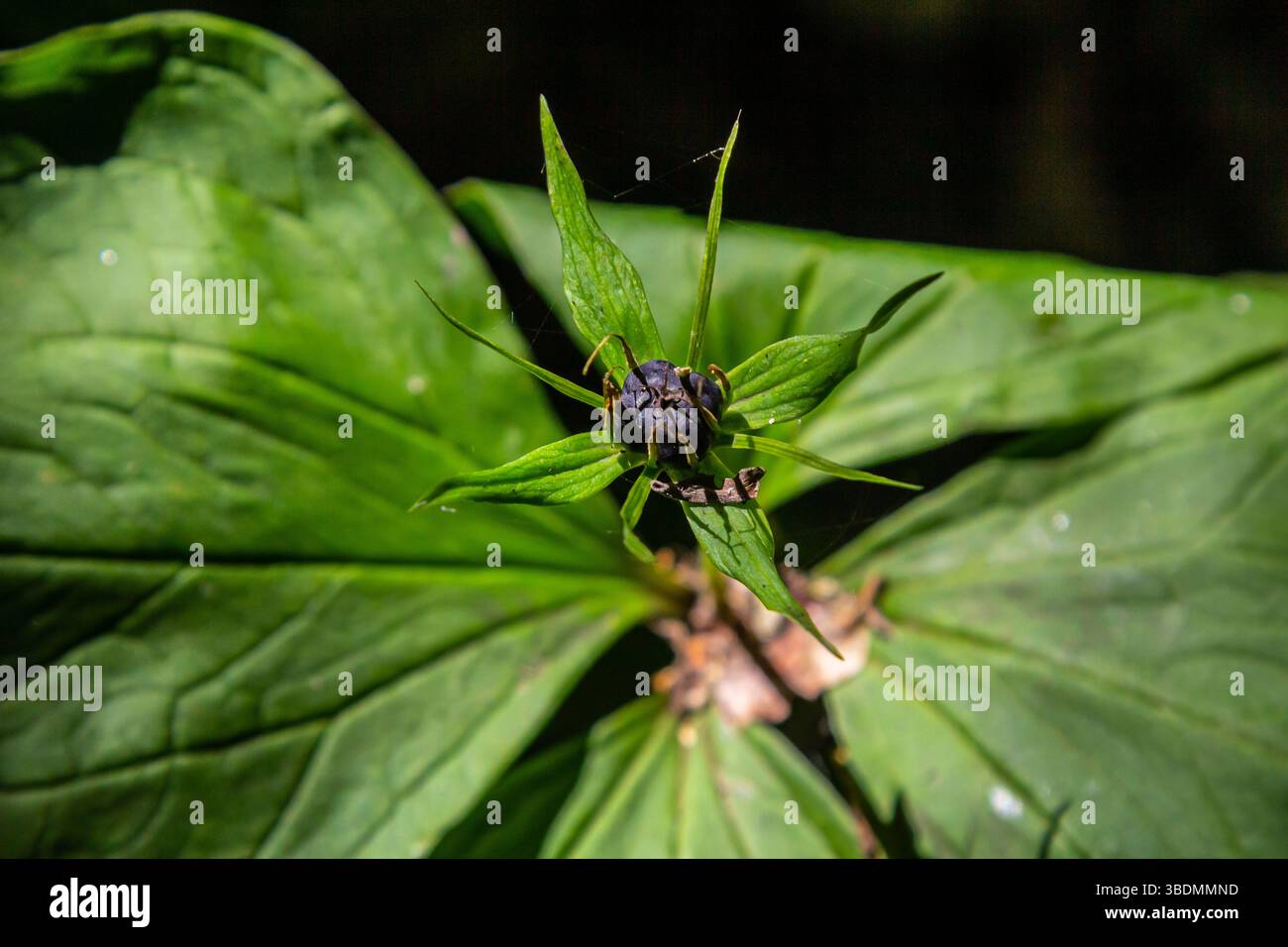 Pianta molto velenosa Raven's eye quadrifolia parigina a quattro foglie, nota anche come bacca o True Lovers Knot che cresce in natura in una foresta. Foto Stock
