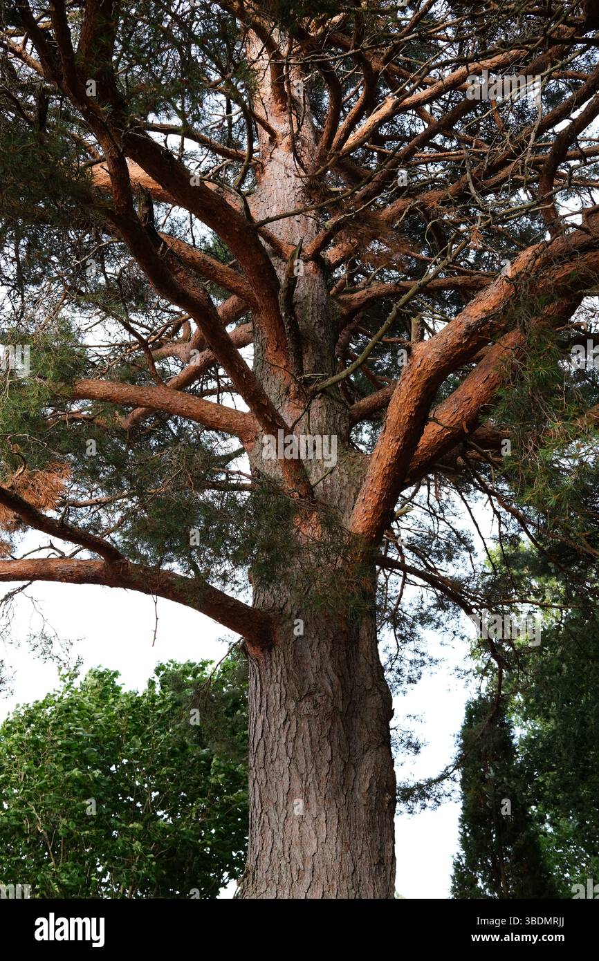 Un enorme vecchio pino Foto Stock