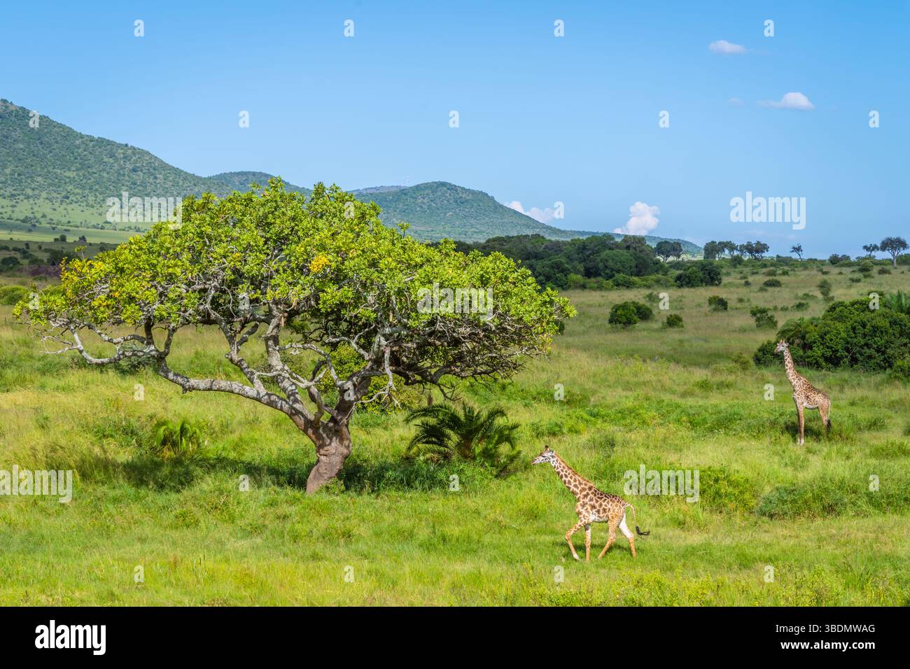 Due giraffe che camminano sulla savana Foto Stock