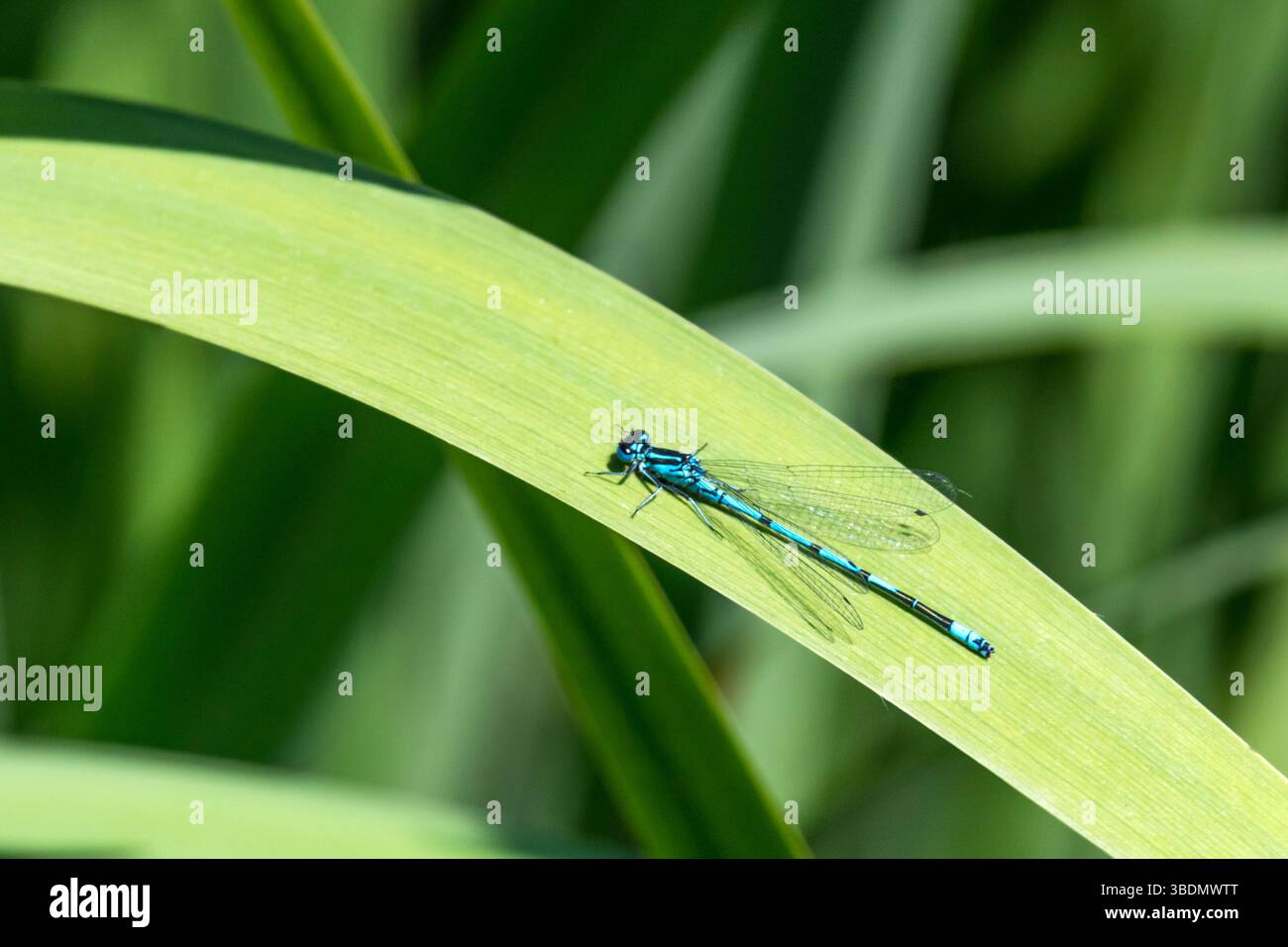 Comune melanzana blu, Enallagma cyathigerum, che poggia su foglie di Iris, Iris pseudacorus, a Titchwell Marsh sulla costa nord del Norfolk. Foto Stock