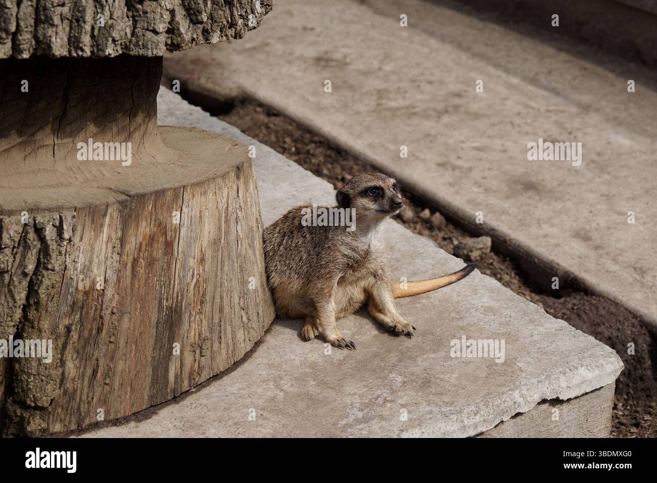 Meerkat (Suricata suricatta) seduta in posizione eretta in posizione rilassata vicino a un tronco di albero tagliato su una piattaforma di cemento in uno zoo. Foto Stock