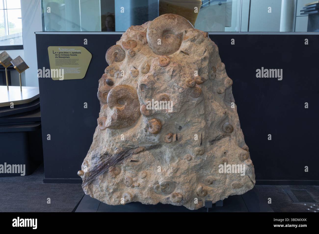 Un grande blocco di pietra calcarea con un sorprendente accumulo di fossili esposti nel nuovo museo Fossilea nella regione francese del Beaujolais. Foto Stock