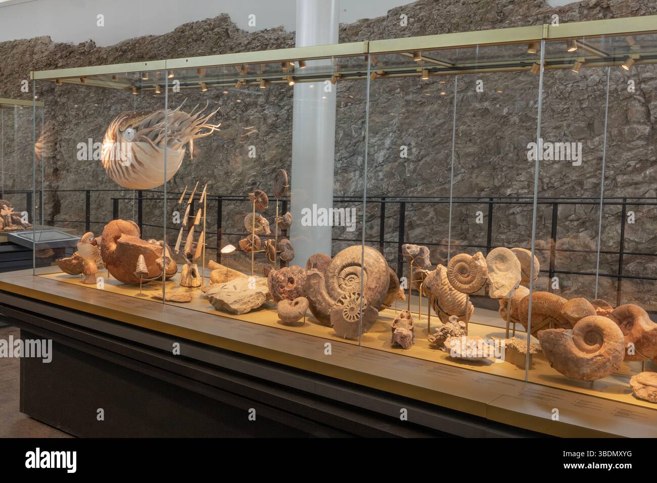 Una mostra di creature marine fossilizzate nel museo Fossilea, recentemente aperto, nella regione francese del Beaujolais, dimostra che questa zona era una volta sotto il mare. Foto Stock