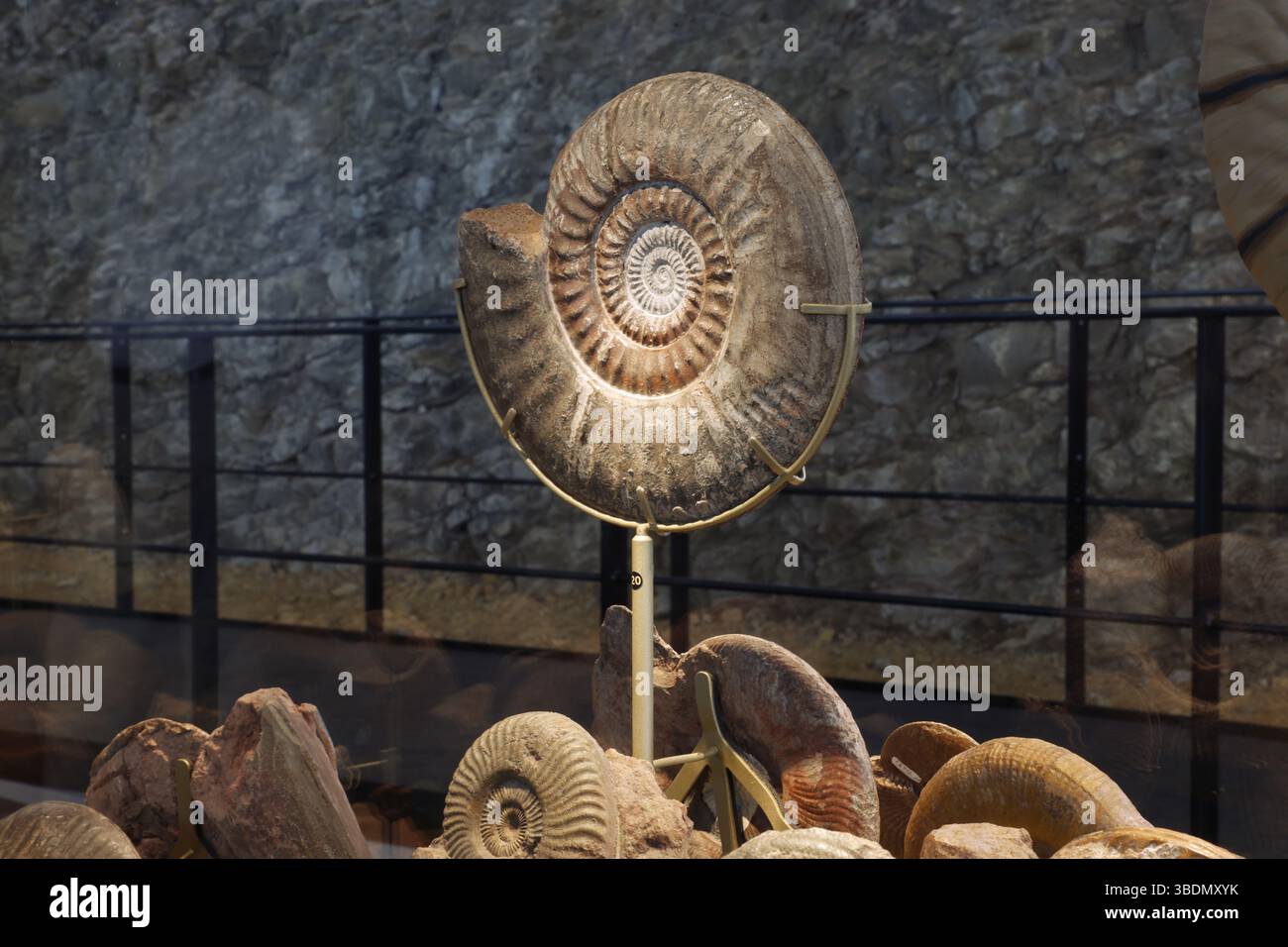 Un notevole fossile di un nautilus in mostra nel nuovo museo Fossilea nella regione francese del Beaujolais. Foto Stock