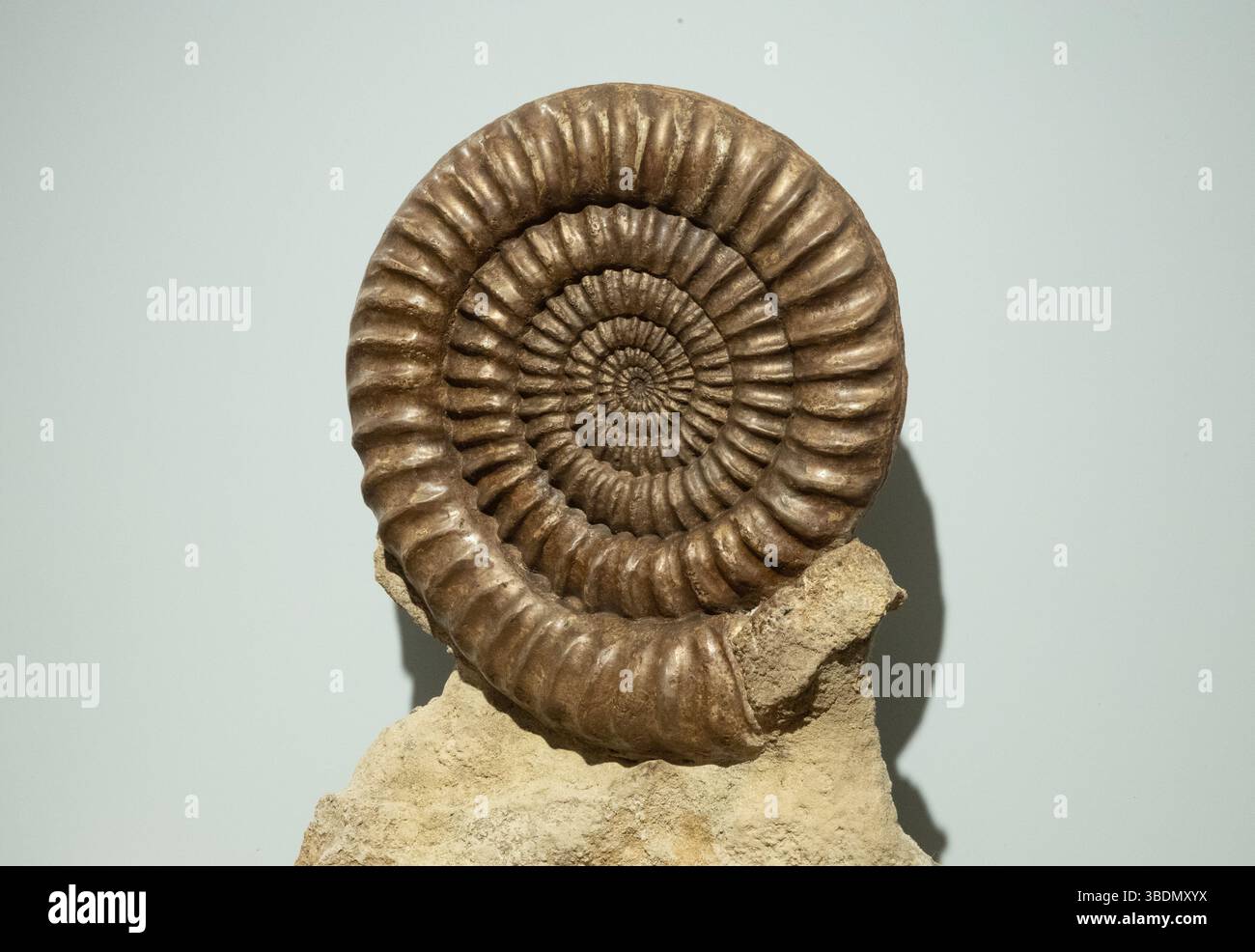 Un'ammoniaca in mostra nel museo Fossilea, aperto di recente, nella regione francese del Beaujolais. Foto Stock