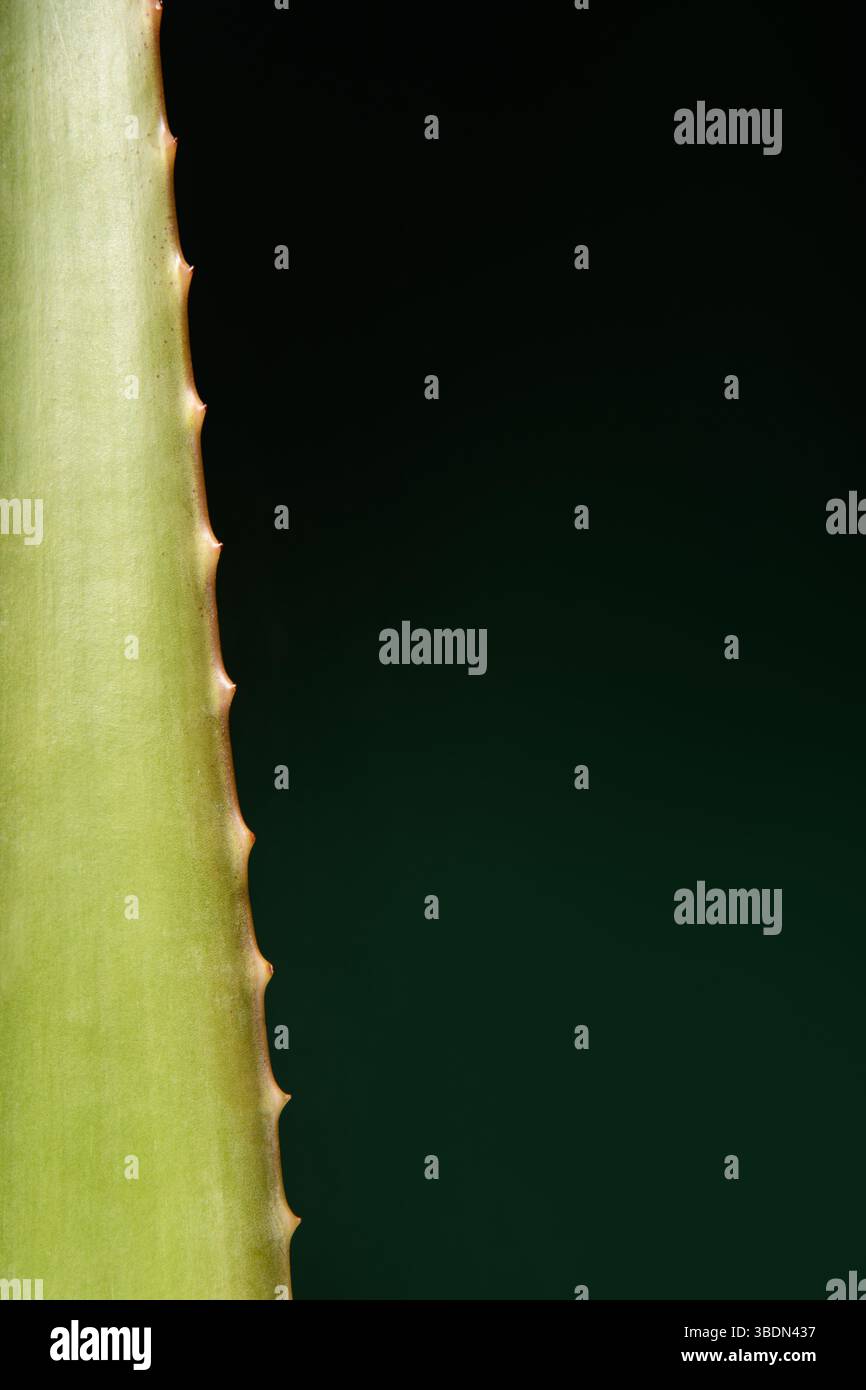 Aloe vera messicana. Sfondo verde scuro. Ottima foglia di aloe. Banner sul tema cosmetici aloe. Foto Stock